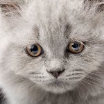 Vomiting in a cat Vomiting in a cat