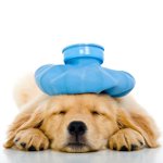Vomiting in the dog Vomiting in the dog