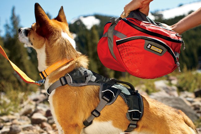 Backpack for a dog