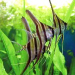 The most unpretentious fishes The most unpretentious fishes