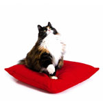 The most-most cats The most-most cats