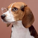 The most intelligent breeds of dogs