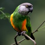Senegalese parrot