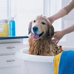 Shampoo for dogs: how to choose? Shampoo for dogs: how to choose?