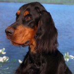 Scottish Setter (Gordon Setter) Scottish Setter (Gordon Setter)