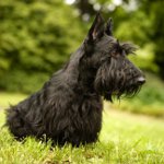 Scottish Terrier (Scotch Terrier) Scottish Terrier (Scotch Terrier)