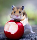 Syrian hamsters: golden fuzz in the house