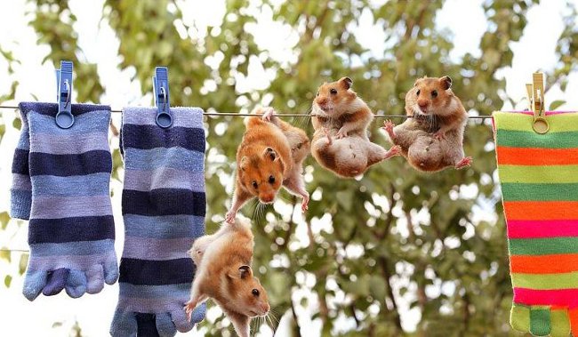 Syrian hamsters: golden fuzz in the house