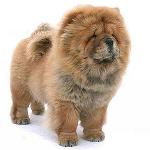 Chow Chow Dog: Features and Care