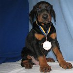 Dog Doberman