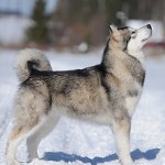 Malamute Dog Malamute Dog