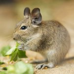 Contents of degus