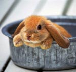 Contents of decorative rabbits Contents of decorative rabbits
