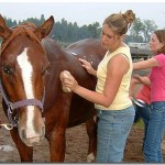 Horse maintenance Horse maintenance