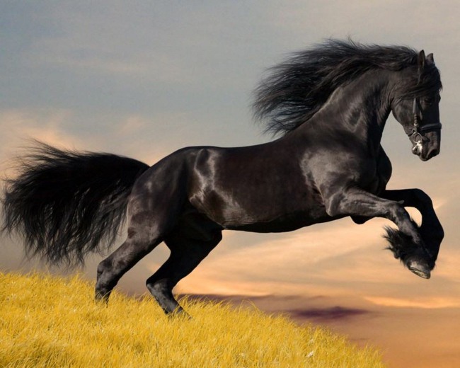 Horse maintenance