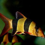 Contents of fishes: botsiya clown Contents of fishes: botsiya clown