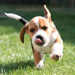 Remedies for ticks for dogs