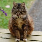 Old cats: features of care Old cats: features of care