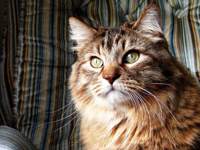 Old cats: features of care