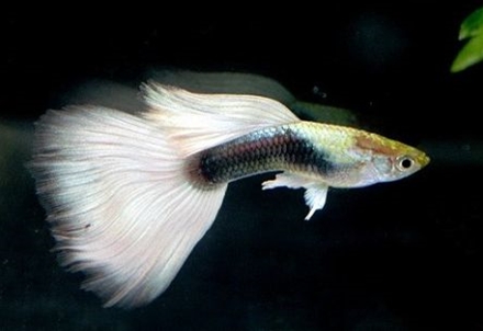 Starter feed for fry: how to feed aquarium fry?