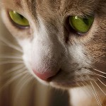 Ringworm in cats