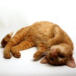 Cramps in a cat Cramps in a cat