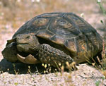 Land turtle Land turtle
