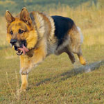 Top of the smartest dog breeds Top of the smartest dog breeds
