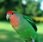 Transportation of parrots Transportation of parrots