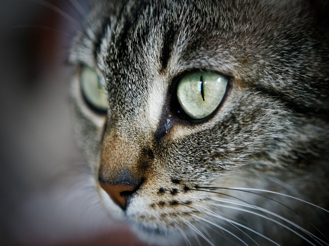 Cats have festering eyes: what to do