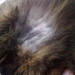 The cat has wool The cat has wool