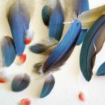 The parrot has feathers: what to do The parrot has feathers: what to do