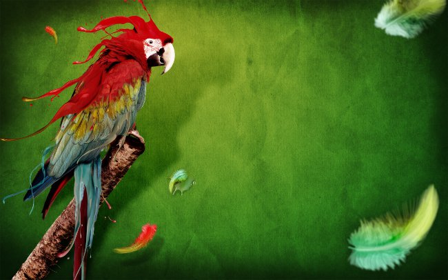 The parrot has feathers: what to do