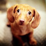 The dog's eyes fester: what to do The dog's eyes fester: what to do