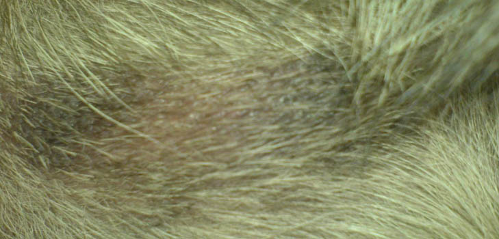 The dog has hair loss: causes and treatment