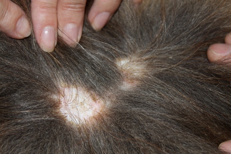 The dog has hair loss: causes and treatment