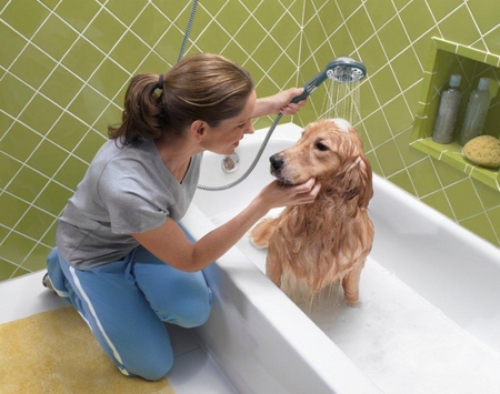 The dog has hair loss: causes and treatment