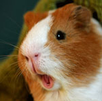 Care of guinea pigs: to the owner on a note Care of guinea pigs: to the owner on a note