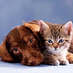 Care for the fur of cats and dogs Care for the fur of cats and dogs