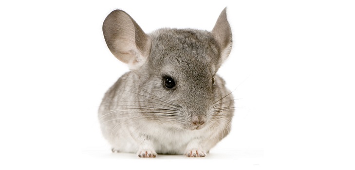 Care for chinchillas at home
