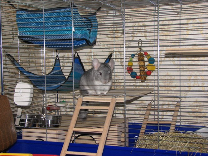 How to equip a cage for a chinchilla