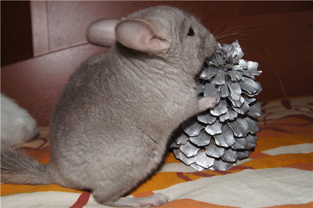 What to feed the chinchilla