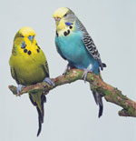 Care for wavy parrots