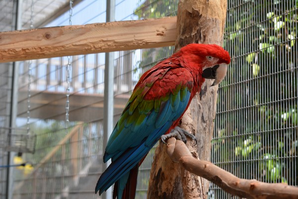 Care for wavy parrots Care for wavy parrots