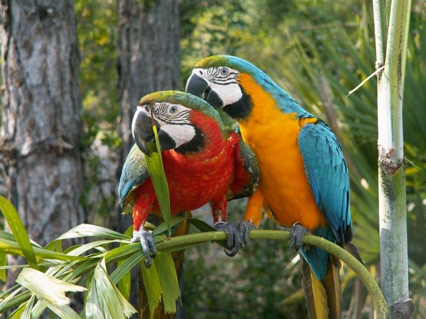 Care for wavy parrots