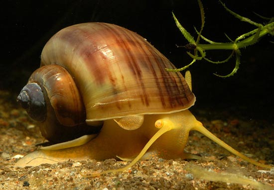 Snails in the aquarium