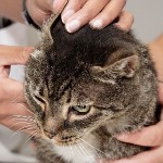 Ear mite in cats Ear mite in cats