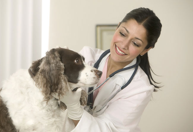 Vaccination of dogs