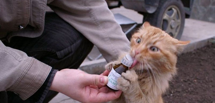Valerian for cats: dangers facing the owner