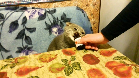 Valerian for cats: dangers facing the owner